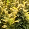 Auto Banana Punch