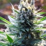 Auto Banana Punch