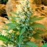 Auto Banana Punch