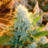Auto Banana Punch