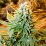 Auto Banana Punch