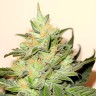 Auto CBD White Widow