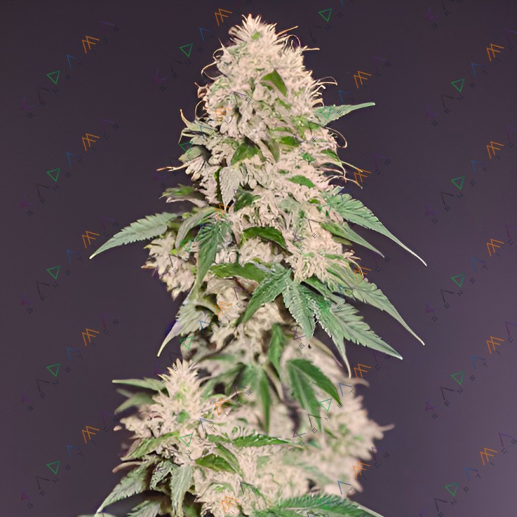 CBD Grapefruit