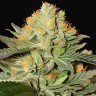 Auto White Widow