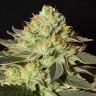 Auto White Widow