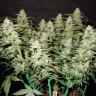 Auto CBD Gorilla Glue