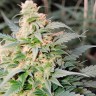 Auto CBD Green Crack