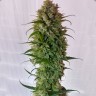 Auto CBD Green Crack