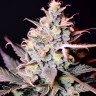 Auto Mimosa