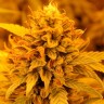 Auto Pineapple Chunk