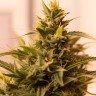 Auto Pineapple Chunk