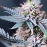 Auto Tropicana Cookies