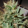Auto Blueberry