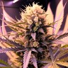 Auto Blueberry
