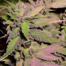 Auto Blueberry