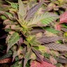 Auto Blueberry