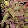 Auto Blueberry