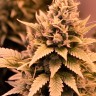 Auto Bruce Banner