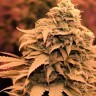 Auto Bruce Banner