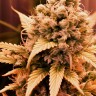 Auto Bruce Banner
