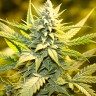 Auto Cream Caramel