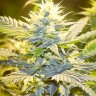 Auto Cream Caramel