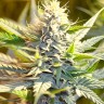 Auto Cream Caramel