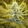 Auto Cream Caramel