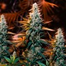 Auto Cream Mandarin