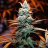 Auto Cream Mandarin