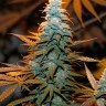 Auto Cream Mandarin