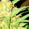 Auto Gelato