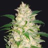 Auto Gelato