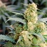 Auto Green Crack