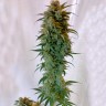 Auto Green Crack