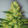AK-47 