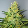 AK-47 