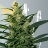 AK-47 
