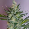 AK-47 
