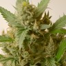 Auto Mandarine