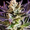 Auto 60 days Grapefruit