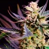 Auto 60 days Grapefruit