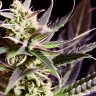 Auto 60 days Grapefruit