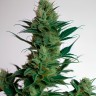 Auto AK-47