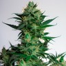 Auto AK-47