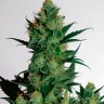 Auto AK-47