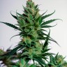 Auto AK-47