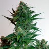 Auto AK-47