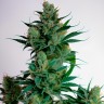 Auto AK-47