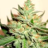 Auto Amnesia Haze